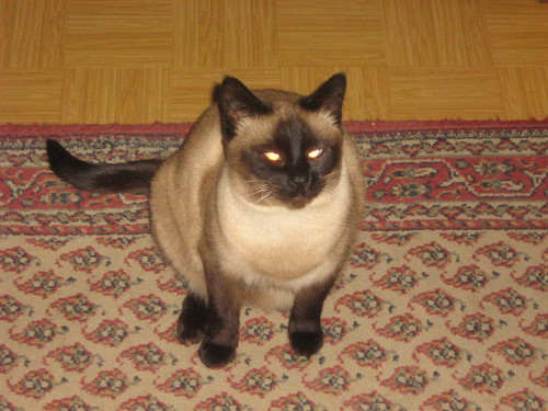 Unsere Katze Smoky geh&ouml;rt auch zum Haus