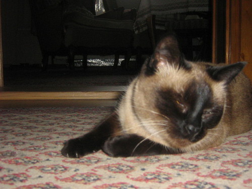 Unsere Katze Smoky geh&ouml;rt auch zum Haus