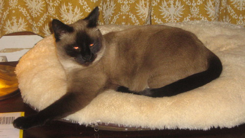 Unsere Katze Smoky geh&ouml;rt auch zum Haus