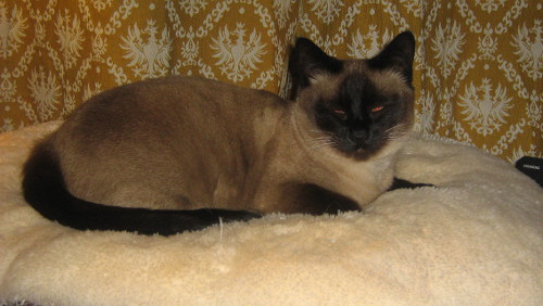 Unsere Katze Smoky geh&ouml;rt auch zum Haus